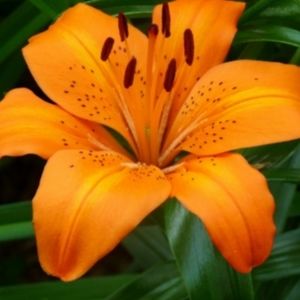 Meet your Posher, Liz